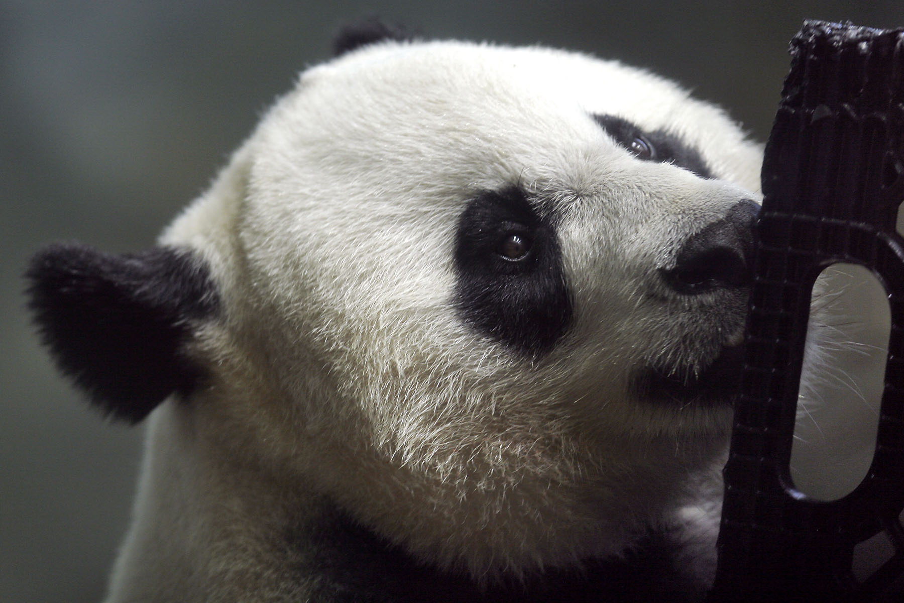 Panda-monium! Panda cub born at National Zoo