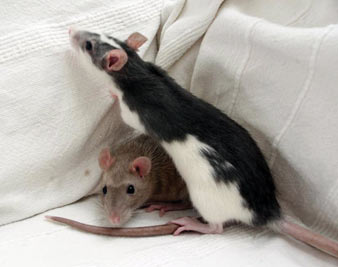 A Nightmare of a Dream Team