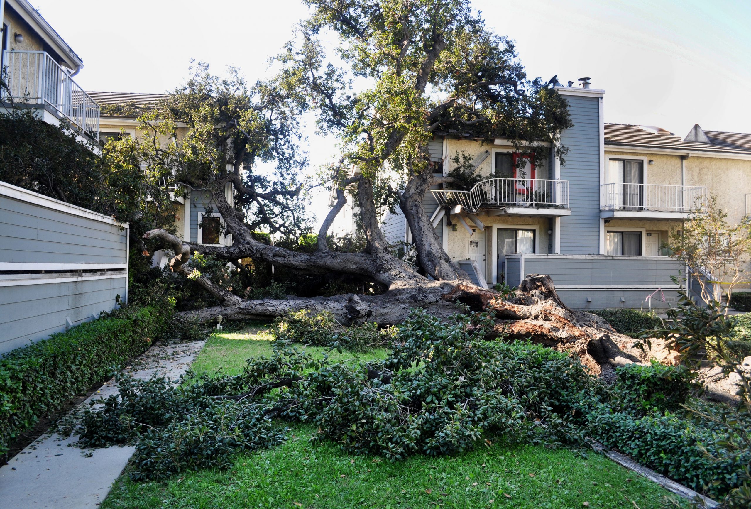 Local ‘Hanging Tree’ falls in Los Angeles suburb