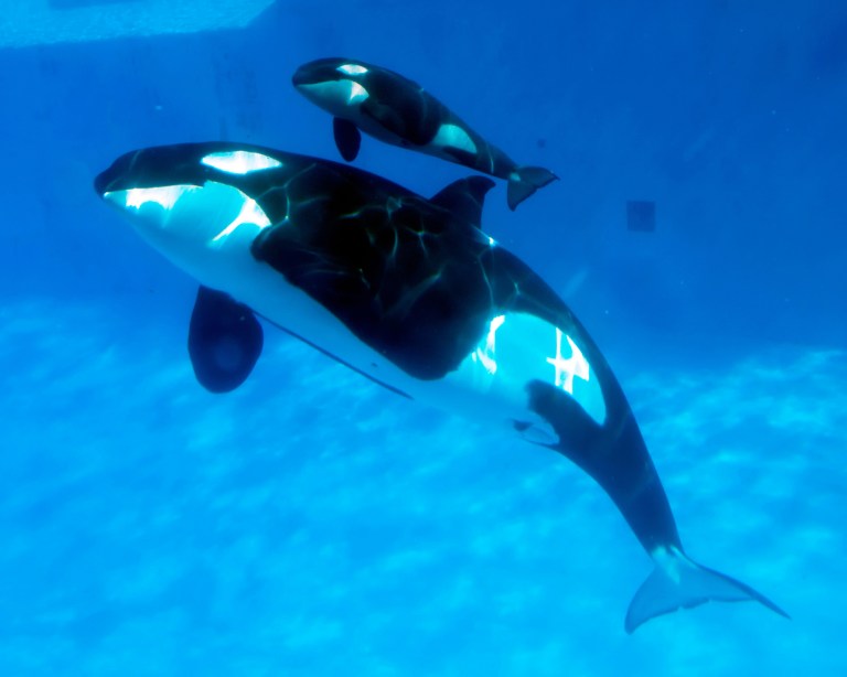 FILE - This Feb. 14, 2013 file photo provided by SeaWorld San Diego shows mother killer whale Katsaka and her calf swimming together at SeaWorld San Diego's Shamu Stadium in San Diego. A California bill that sought to end killer whale shows at SeaWorld in San Diego and phase out their captivity was put on hold Tuesday, April 8, 2014, dousing an escalating fight between animal activists and supporters of the major tourist attraction. The bill's author, Democrat Richard Bloom of Santa Monica, agreed during the bill's first hearing before the water, parks and wildlife committee to revisit his proposal after further study. (AP Photo/SeaWorld San Diego, Mike Aguilera, File)