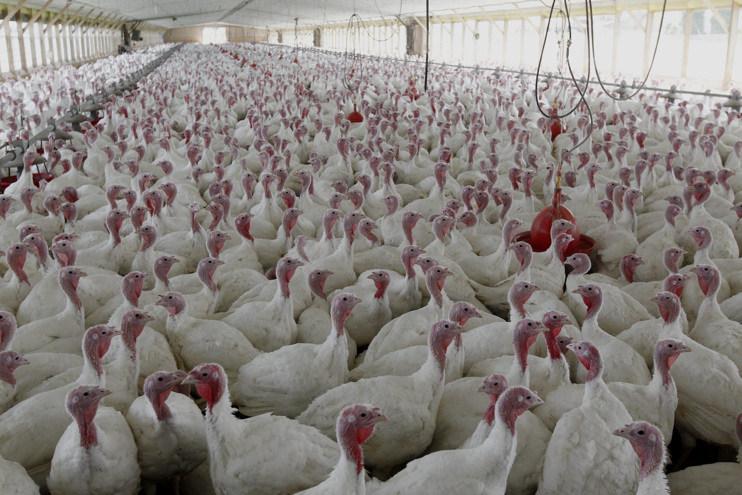 FDA takes steps to phase out antibiotics in meat