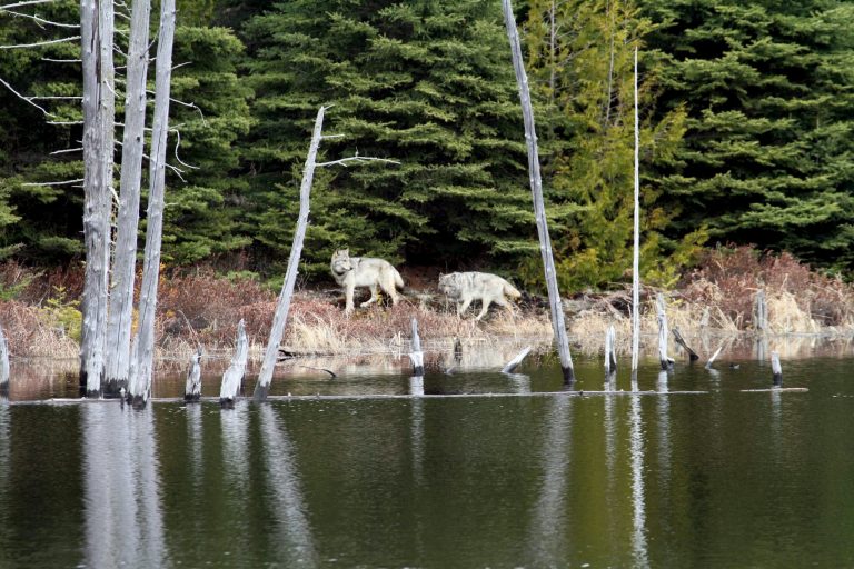 Debate brews over whether to save island’s wolves