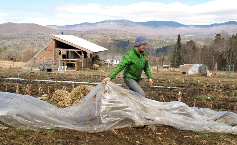 FILE - In this April 24, 2014, file photo,, Katie Spring rolls up plastic that was used to cover certain plants during the winter in a field at the Good Heart Farmstead in Worcester, Vt. Spring and her husband Edge Fuentes, who both own the farm, back the GMO labeling bill passed by the Vermont legislature. Genetically modified foods have been around for years, but most Americans have no idea if they are eating them. The Food and Drug Administration says they don't need to be labeled, so the state of Vermont has moved forward on its own. On May 8, Gov. Peter Shumlin signed legislation making the state the first to require labeling of GMOs _ technically genetically modified organisms. (AP Photo/Wilson Ring, File)