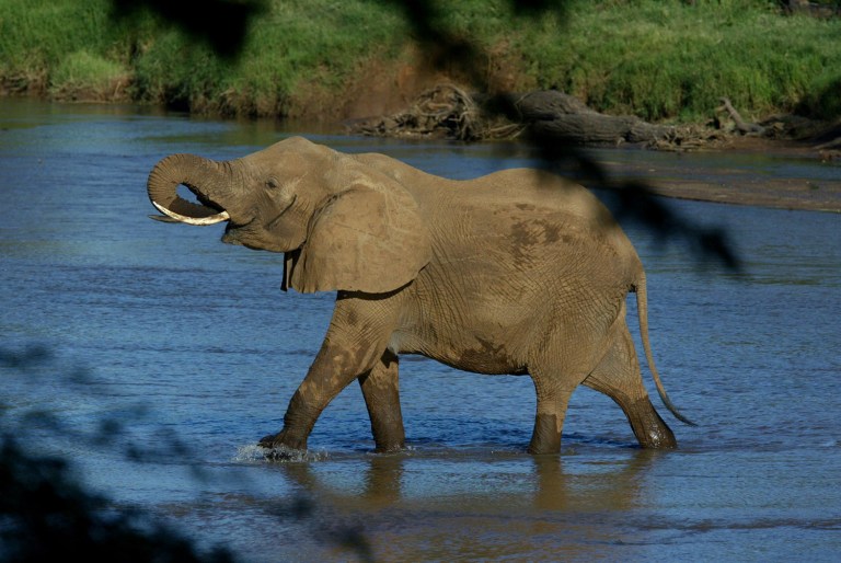 The U.S. Fish and Wildlife Service completed its rulemaking process under the Endangered Species Act to limit imports, exports and sales of African elephant ivory across state lines. (AP Photo/Karel Prinsloo, File)