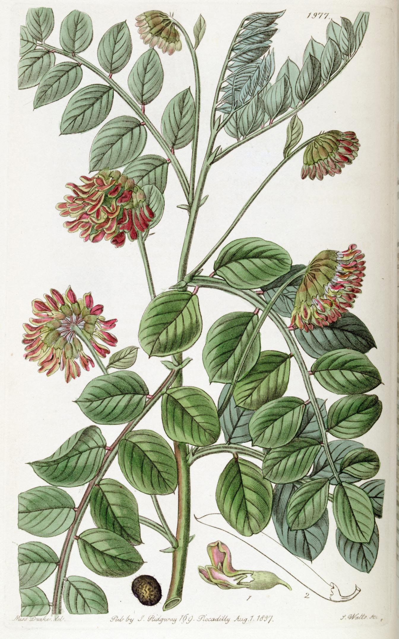 Plant named for David Hosack