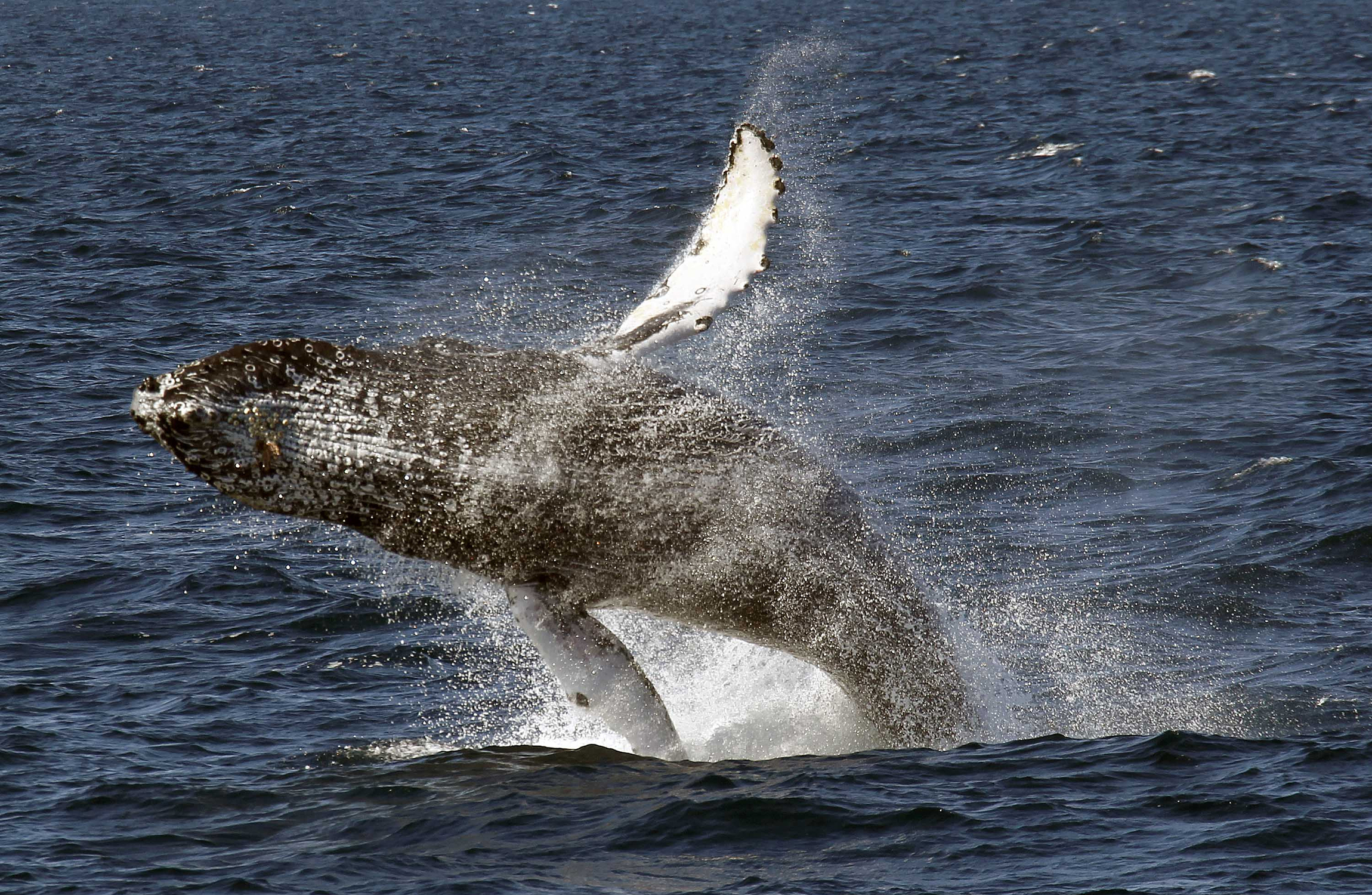 NOAA removes humpback from endangered list