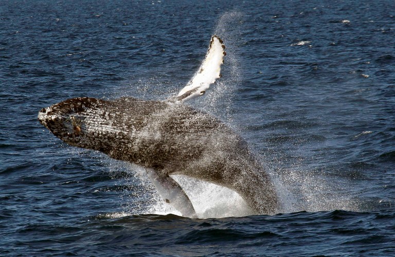 The federal government on Tuesday announced the removal of the humpback whale from the endangered species list. (AP Photo/Nick Ut, File)