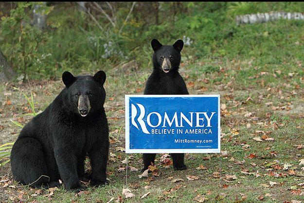 Photo: Bears for Romney