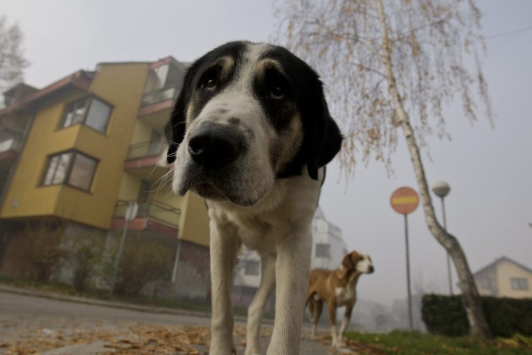   Stray dogs walk through the residential area in the Sarajevo suburb of Dobrnja, Bosnia, on Tuesday, Nov. 27, 2012. Bosnia passed a law nearly four years ago banning the killing of strays, alarmed at a sharp rise in canine slaughter as wild dogs proliferated on Bosnian streets. But people ignored the law, largely because authorities failed to provide alternatives such as sterilization. Sarajevo has become the only city in Bosnia where the law is respected _ thanks to a new city-funded dog shelter run by animal protection activist Amela Turalic that performs sterilizations. (AP Photo/Amel Emric)  