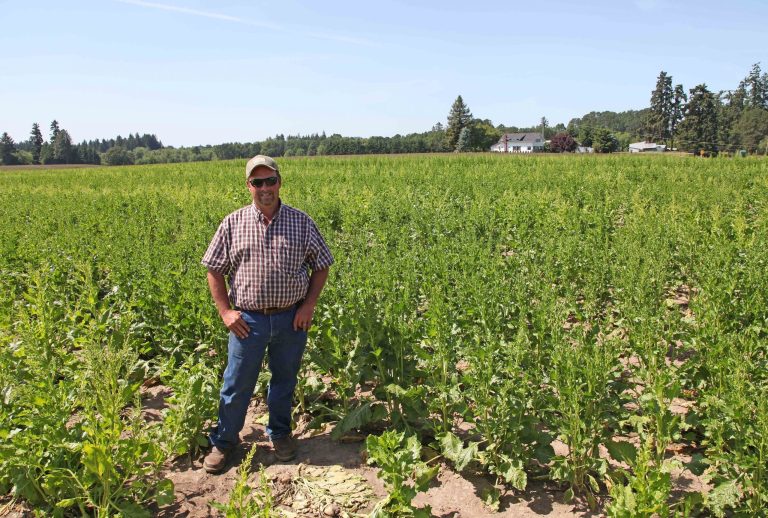In this photo taken June 6, 2014, grower Robert Purdy stands in his field of genetically engineered sugar beets near Salem, Ore. Purdy, who grows the beets for seed for the Willamette Valley Specialty Seed Association, says a public GMO mapping system isn't needed because growers already participate in a voluntary mapping system. (AP Photo/Gosia Wozniacka)