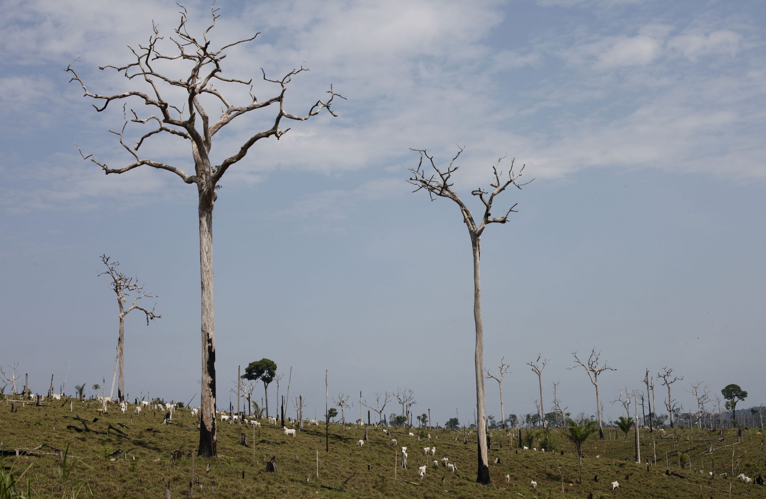 Brazil forest protection turns to digital world