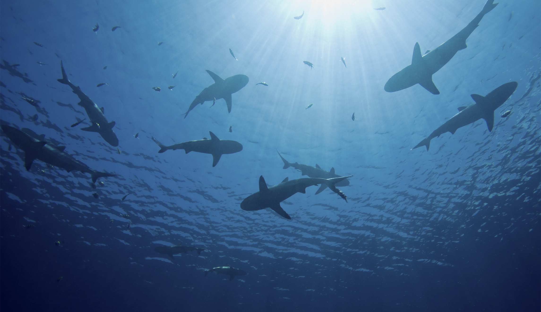 Congressman Wittman introduces legislation to decrease shark depredation
