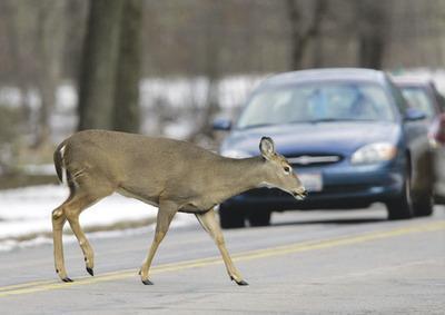 Virginia and Maryland are ranked 12th and 13th in the nation, respectively, for drivers'chances of hitting a deer, according to a new study from State Farm Insurance Co.-AP File