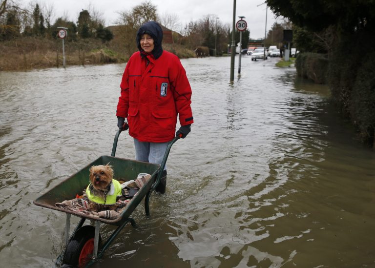 Celia, last name not given, a local resident pushes her dog in a wheelbarrow, in the flooded part of the town of Staines-upon-Thames, England, Wednesday, Feb. 12, 2014. Prime Minister DavidCameron insisted Tuesday that money is no object in the battle against the widespread flooding that has engulfed parts of England. Canceling a visit to the Middle East to oversee flood-fighting efforts, he told journalists that 