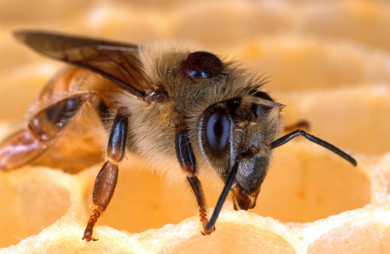 Fed survey: 23% of bee colonies died this winter