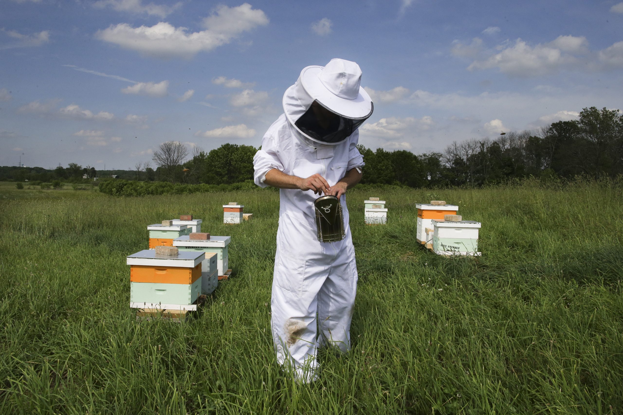 USDA: Honey production down, fewer hives