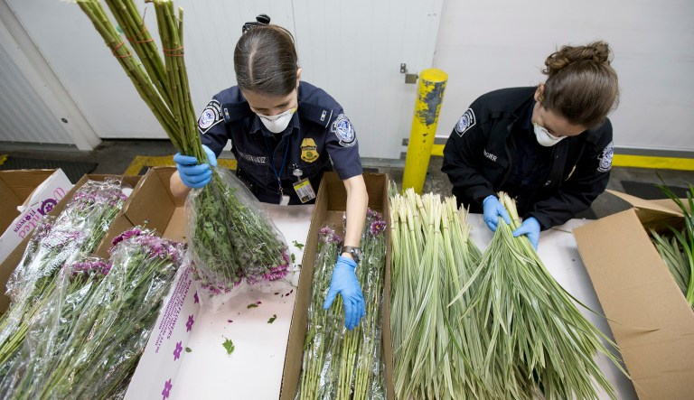U.S. Customs and Border Protection agriculture specialists inspect imported flowers that have arrived in time for Valentines Day at Miami International Airport, Wednesday, Feb. 8, 2017, in Miami, Fla. CBP officers at the Miami facility processed more than 954 million stems of flowers in 2017 and intercepted more than 1,000 plant pests. (AP Photo/Wilfredo Lee)