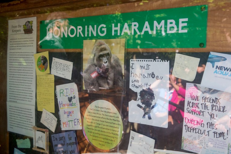 The crackdown could be good news for the Green Party's presidential candidate, Jill Stein. (AP Photo/John Minchillo)