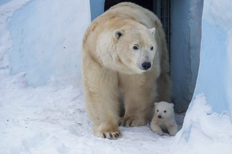 Polar bear diverged from brown bears as a distinct species about 1.2 million years ago, while the black bear diverged from the other two 2.3 million years ago. (AP Photo)