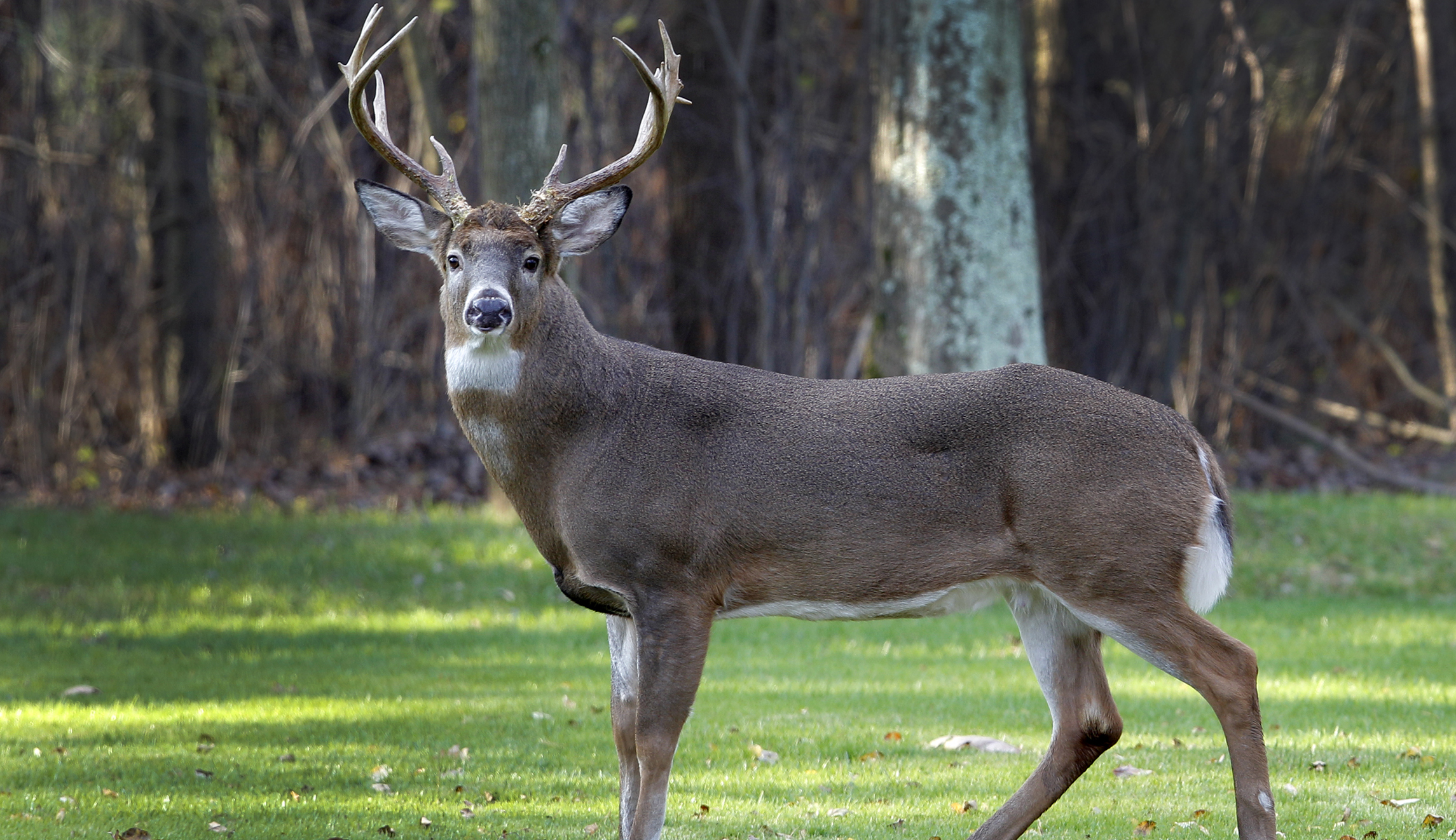 Don’t hunt elephants, hunt these 5 animals in America instead