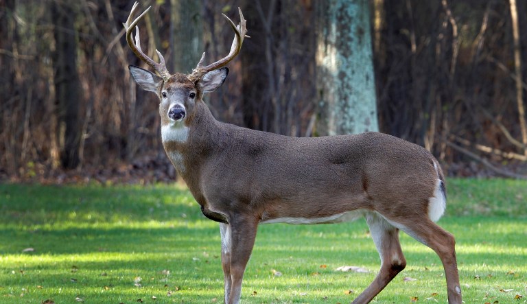 As you consider your upcoming Thanksgiving feast, contemplate these five alternatives. They are sustainable and tasty. (AP Photo/Amy Sancetta, File)