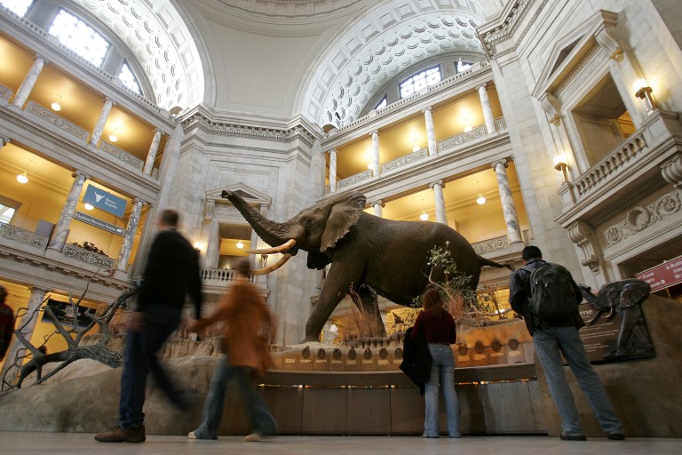 The rotunda of the National Museum of Natural History is seen in this file photo. 