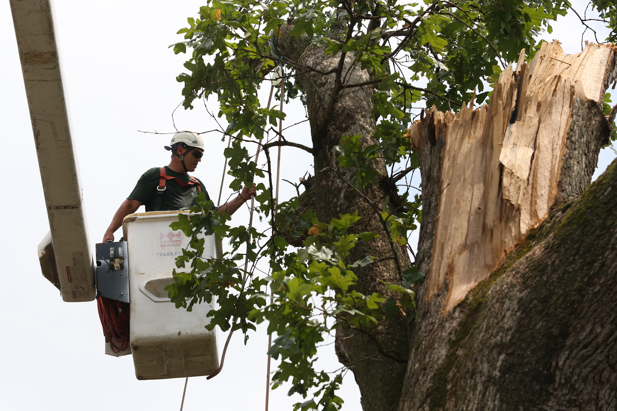 Arlington’s oldest tree cut down after storm