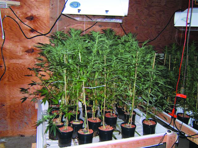 This undated police photo provided by the Warren County Drug Task Force shows a marijuana growing operation at a warehouse in Blue Ash, Ohio. A 17-year-old southwestern Ohio high school student accused of being a 