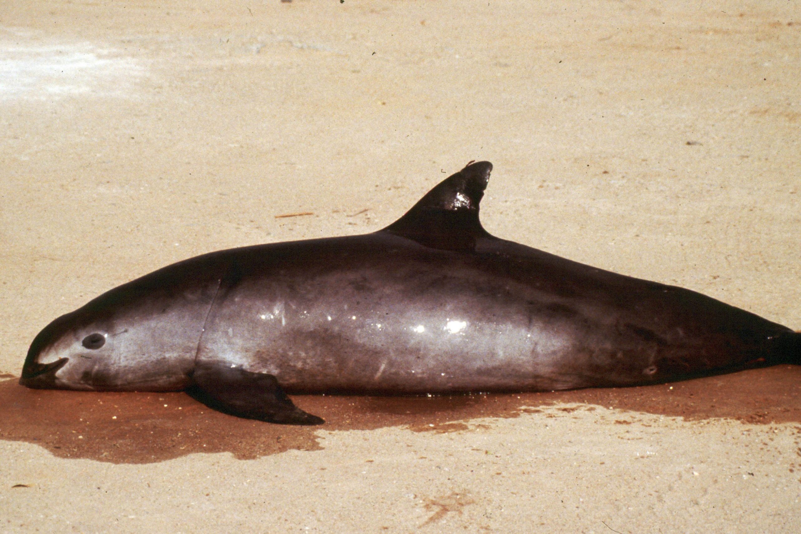 China bladder trade sending porpoise to extinction