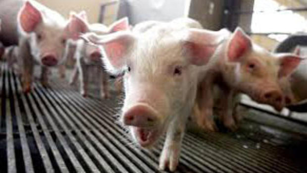 German researchers to begin breeding pigs for human heart transplants