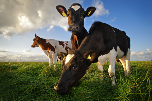 The U.S. Department of Agriculture awarded $19.5 million recently to two institutions to study the effects of weather and climate change on cows. (Photo: Thinkstock.)