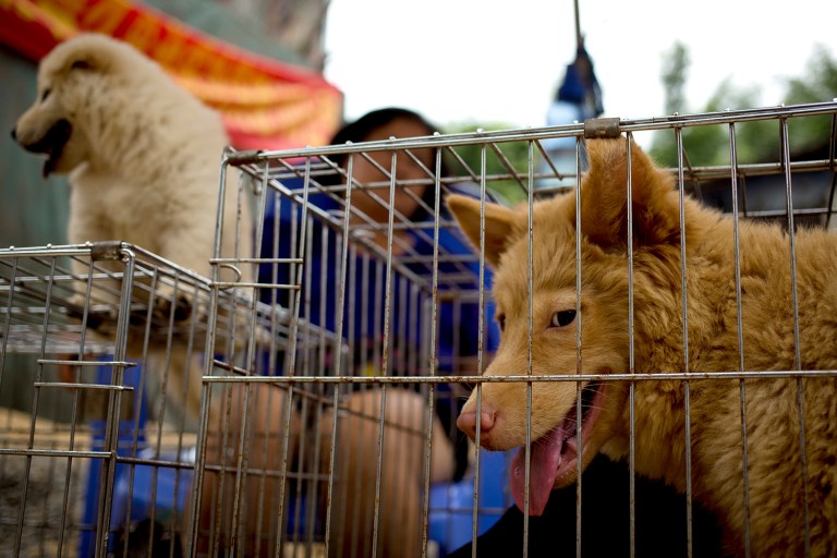 Dogs are seen in cages for sale at a market ahead of a dog meat festival in China. (AP Photo/Andy Wong)