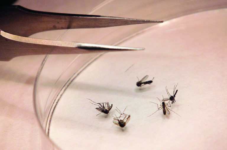 FILE - In this Aug. 16, 2012 file photo, mosquitos are sorted at the Dallas County mosquito lab in Dallas. U.S. health officials say there's been an alarming increase in the number of West Nile cases. So far there have been more than 1,100 cases reported through the middle of August. That's three times as many as usually seen at this point in the year. About half the cases are in Texas. Most West Nile infections are reported in August and September. (AP Photo/LM Otero, File)