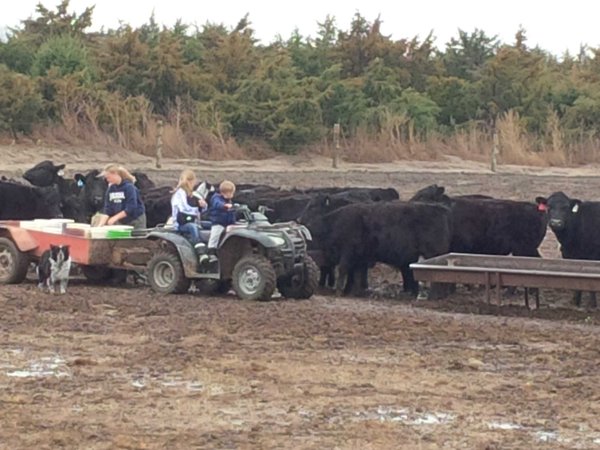 Sen. Ben Sasse's wife and kids feed the cattle.