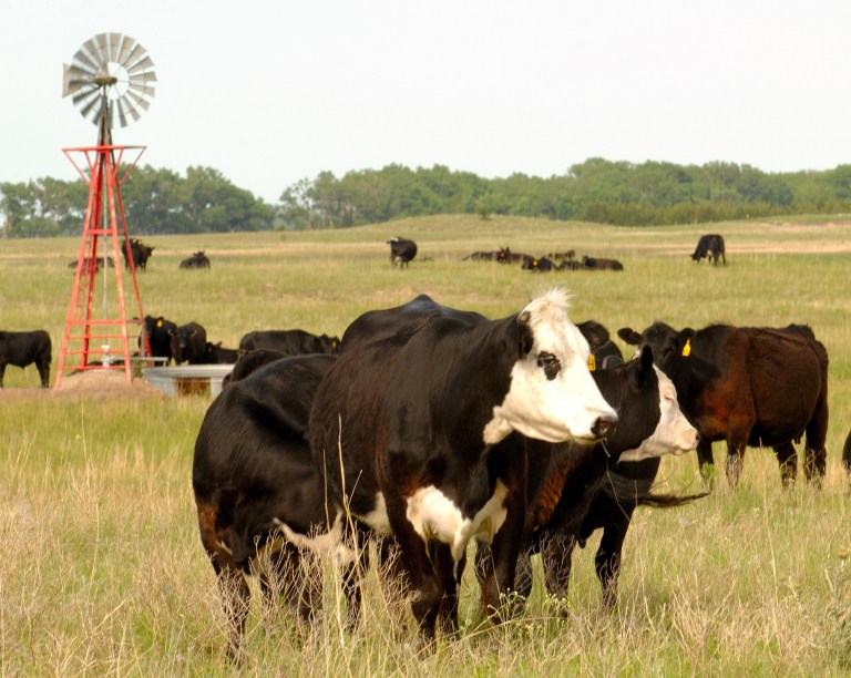 FILE - This June 18, 2009 file photo shows cows grazing in Rock County, Neb.   Compared to the other animal proteins, beef produces five times more heat-trapping gases connected to global warming per calorie, puts out six times as much nitrogen for water pollution, takes 11 times more water for irrigation and uses 28 times the land, according to the study published Monday in the journal Proceedings of the National Academy of Sciences.  (AP Photo/Bill Wolf, File)