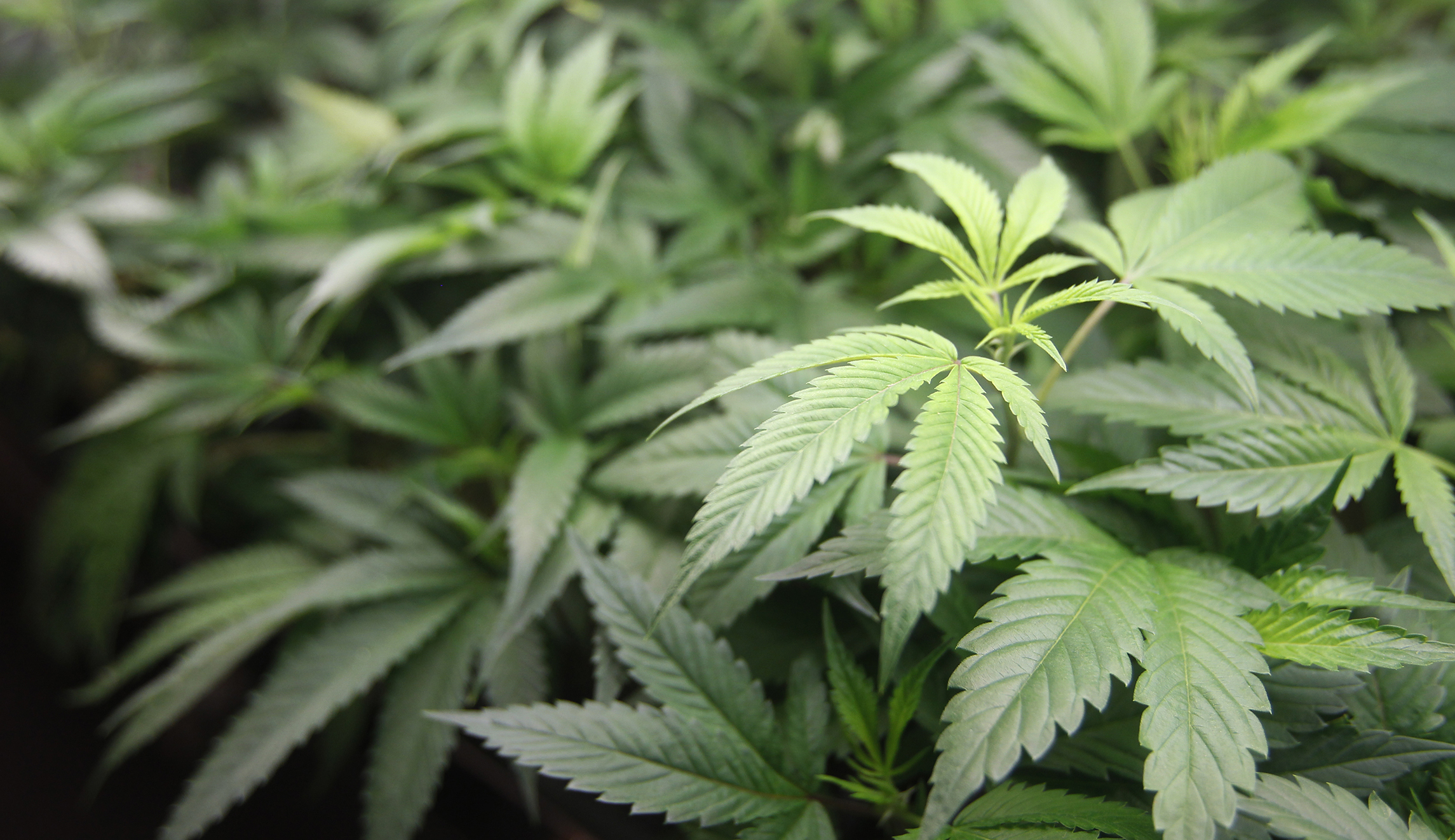Drug criminalization is intrinsically harmful to human societies