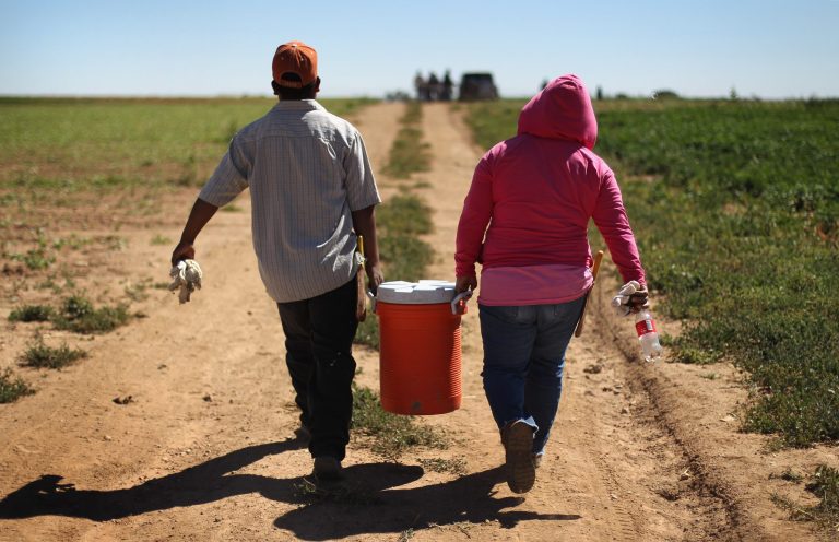 Migrant farm workers from Mexico carry a cooler of drinking water into the the field while working at the Grant Family Farms on September 3, 2010 in Wellington, Colorado. (Photo by John Moore/Getty images)