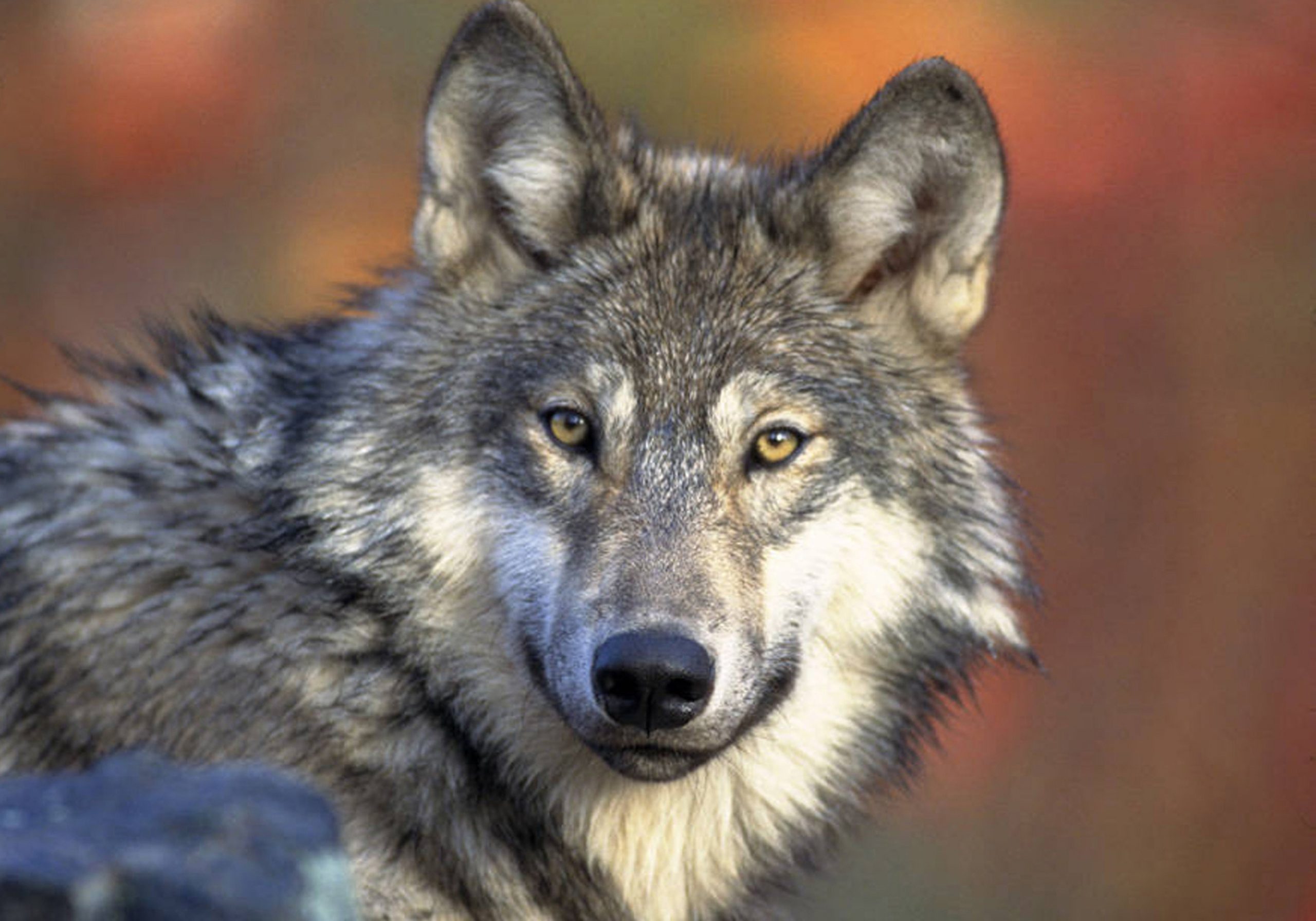 California mulls wolf listing amid hunts elsewhere