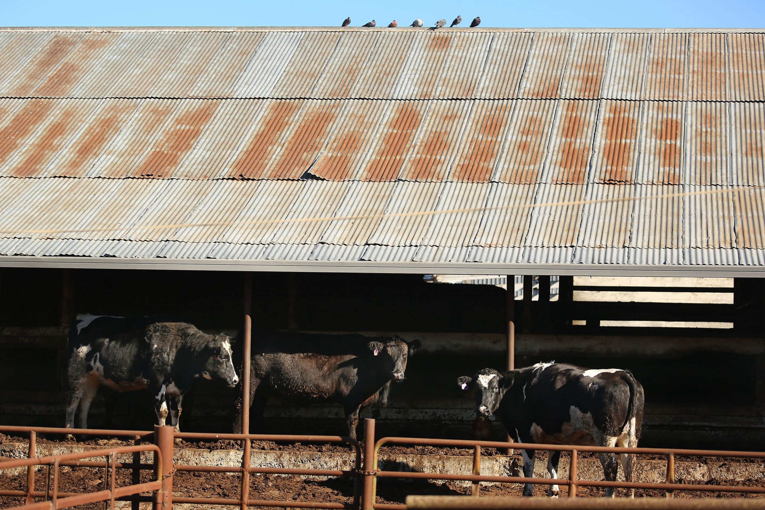 4 at slaughterhouse behind beef recall indicted