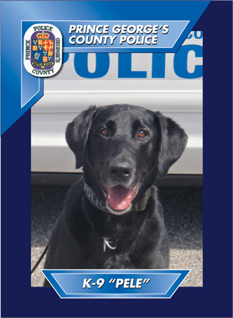 Pele, a K-9 labrador, found drugs hidden in an ironing board. (Courtesy photo)