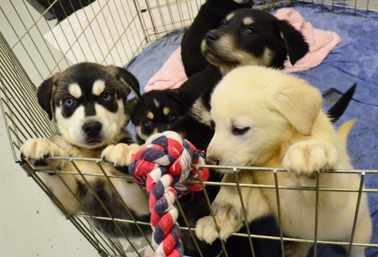 Police union: Rep. Steve King measure bad for puppies
