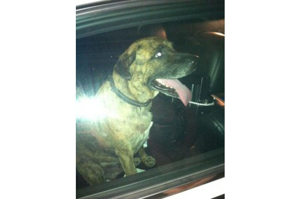 Dog scared after fireworks reunited with family