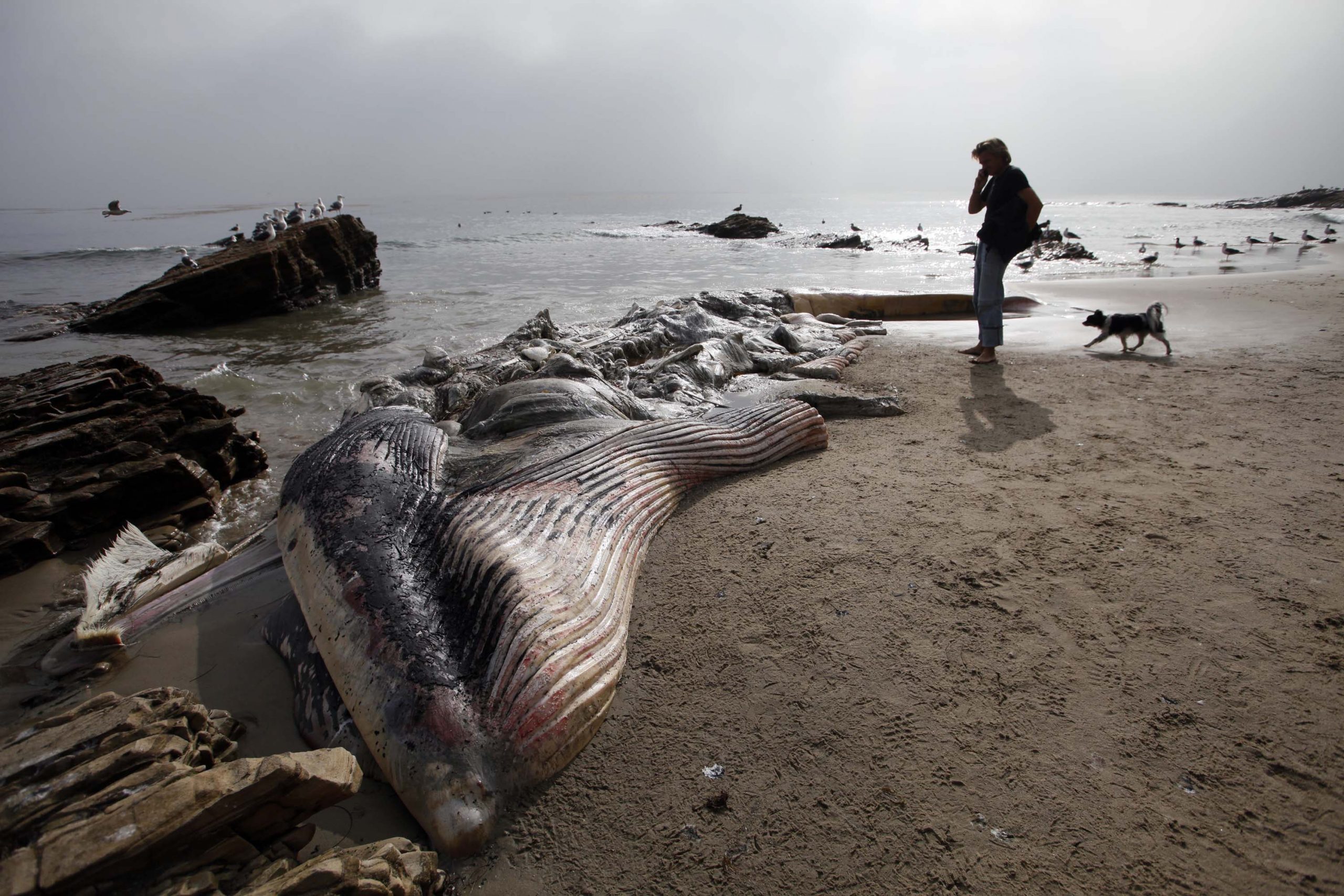 Crew tows whale carcass in Malibu out to sea