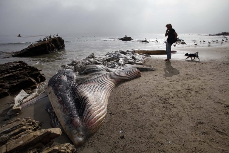  A woman walks her dog past a dead young male fin whale that washed up Monday between the Paradise Cove and Point Dume areas of Malibu, Calif. on Thursday, Dec. 6, 2012. The rotting carcass near celebrity homes is causing a gigantic cleanup problem as authorities try to decide who's responsible for getting rid of it. Los Angeles County lifeguards planned to try to pull the 40,000-pound carcass out to sea, perhaps at high tide Thursday, said Cindy Reyes, executive director of the California Wildlife Center.( AP Photo/Nick Ut)  