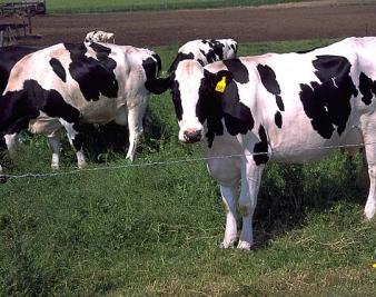 Audit: Some Meat Inspectors Work 75-80 Hours Per Week