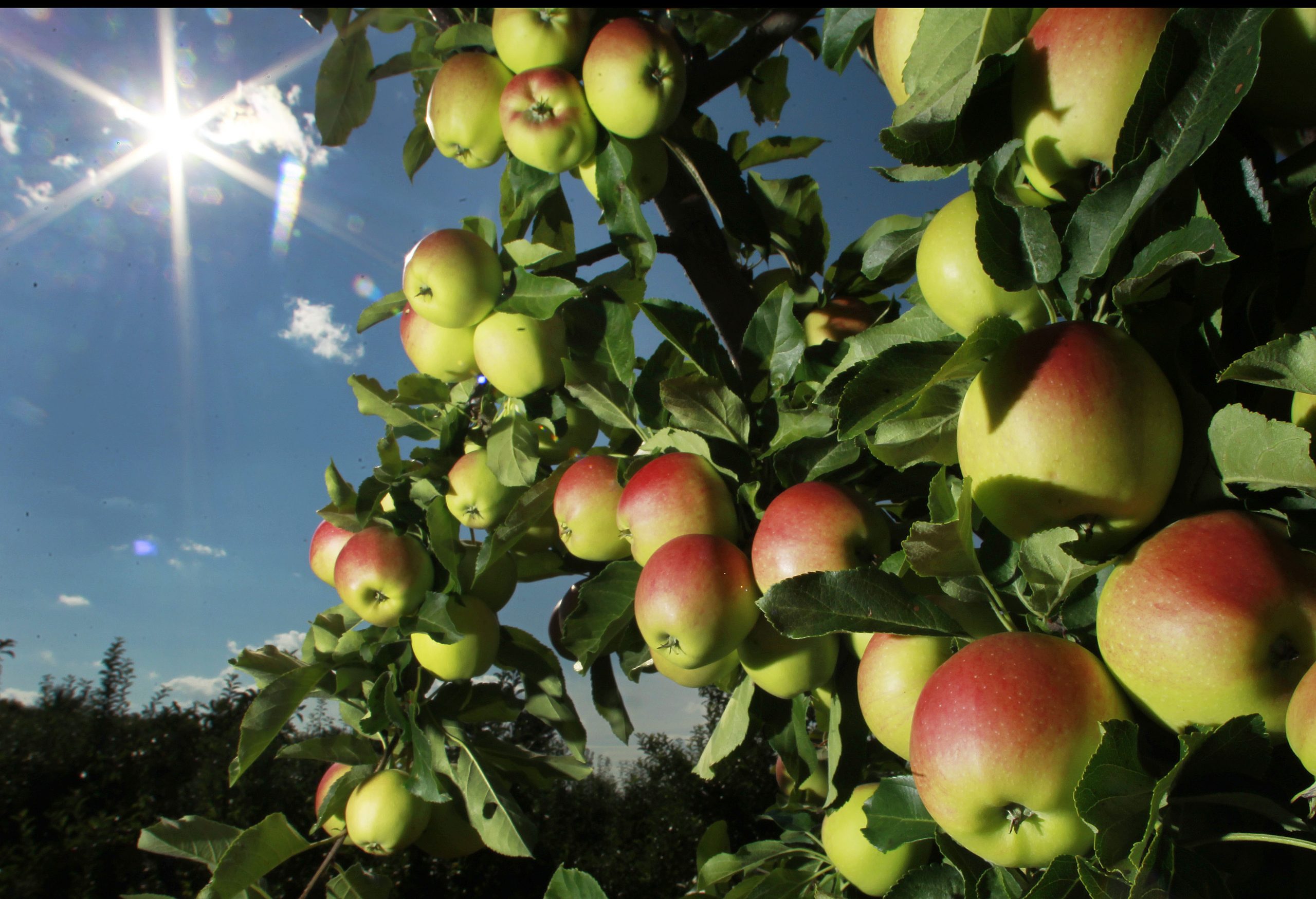 Solid apple crop expected in Northern New England
