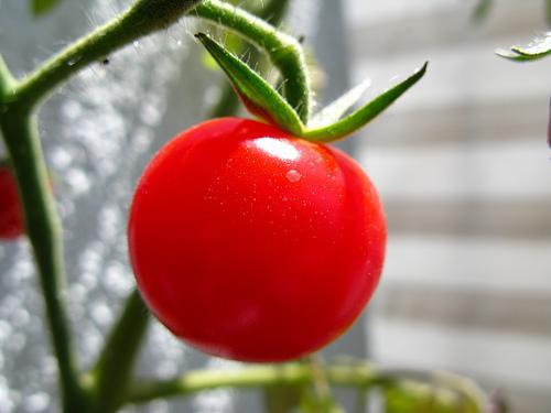Big bucks for D.C. charter school’s garden