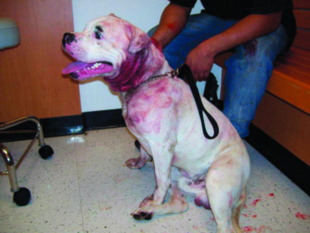 Pit bull found stabbed in Fairfax