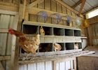 USDA overhauls 50 year-old poultry inspections