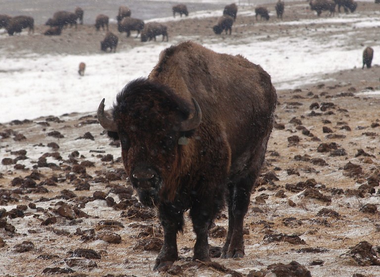 A bison grazes in a snow covered pasture at the Wilder buffalo ranch near McLaughlin, S.D. The Obama administration will use $1.1 billion in firearm taxes to help states with environmental programs. (AP Photo/Doug Dreyer)